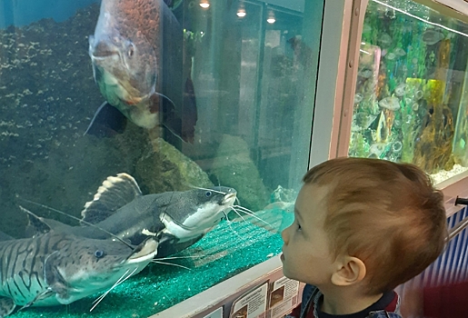 На Левом берегу Омска планируют построить большой океанариум