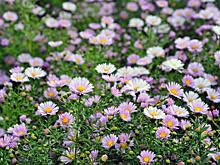 Неприхотливые многолетники для ленивых дачников