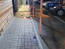 «Рататуй в деле»: у шаурмы на Средном была замечена стая крыс (ВИДЕО)