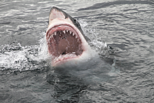 Рыбаки поймали 100-килограммовую акулу в реке