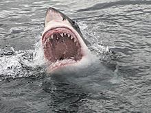 Рыбаки поймали 100-килограммовую акулу в реке