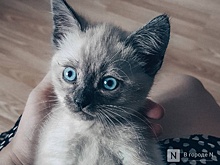 Живодер развлекается стрельбой по котам в Борском округе