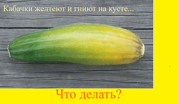 Плоды кабачков желтеют и гниют – что произошло с молодым урожаем и как исправить проблему