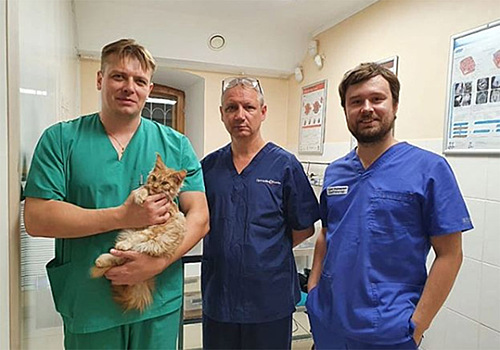 Челюстно-лицевой хирург из Владимира прооперировал кота в рамках акции «Улыбнись 2020»