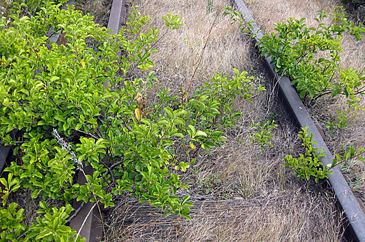 Заглавное изображение Парк Хайлайн