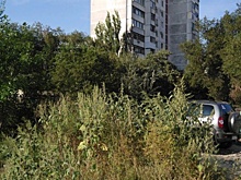 Трава у дома. Мэрию Волгограда решили засудить за бездействие
