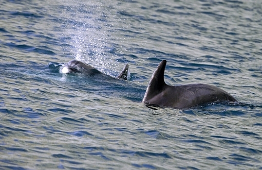 Рекордная температура воды привела к массовой гибели дельфинов