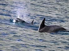 «Выживут!» Ученый призвал не волноваться за дельфинов, выпущенных в море в Севастополе