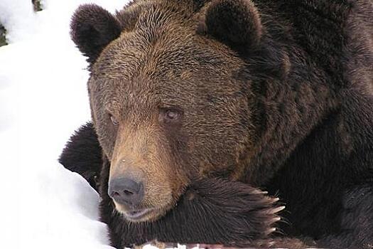 В Кемеровской области голодные медведи не могут впасть в спячку