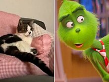 В TikTok завирусился ролик с кошкой, которая смотрит "Гринча"