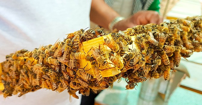 Россия впервые за 20 лет получила право на проведение конгресса пчеловодов. Среди участников — Московская область