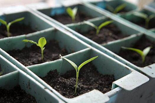 Какие семена не надо сажать в марте: список