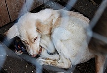 Владелец «концлагеря для собак» ушел от наказания