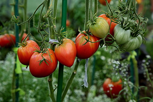 Россия существенно сократила закупки томатов из дружественной страны