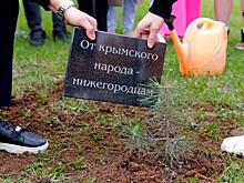 Крымскую сосну высадили в парке Победы в Нижнем Новгороде
