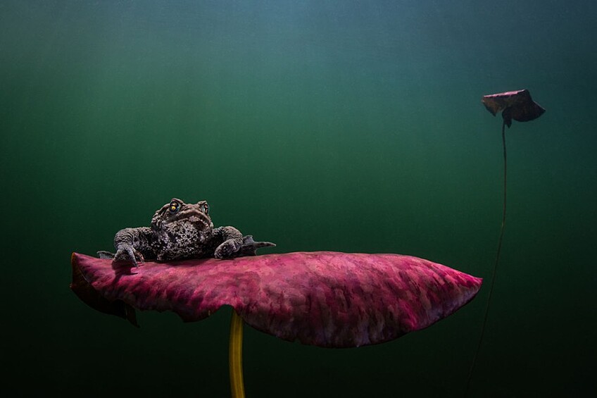 Фотограф из Швеции рассказал, что изначально планировал сфотографировать щуку среди лилий, но заметил самца жабы, который охотился за самкой.