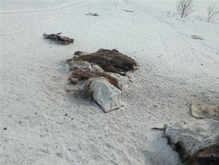 «Экологическая катастрофа?»: полиция проводит проверку из-за десятков найденных шкур в Самарской области