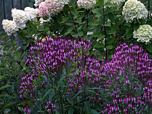 Вот что у меня цвело в конце лета и начале осени. А у вас?