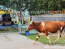 Штрафы за гуляющих по дорогам свиней и коров планируют поднять в разы