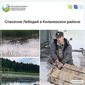 В Кильмезском районе спасли двух лебедей