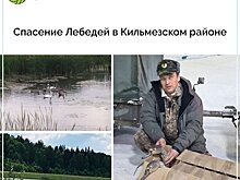 В Кильмезском районе спасли двух лебедей