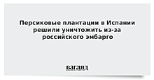 Персиковые плантации в Испании решили уничтожить из-за российского эмбарго