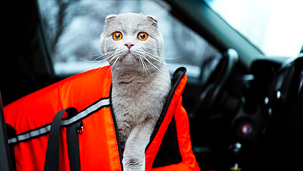 Страшный сон водителя: кошка испортила "Мерседес" на круглую сумму