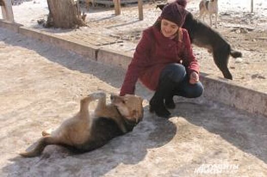 «Ревизорро» для хвостов. Итоги проверки оренбургского приюта для животных