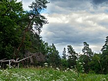 Секреты, которые могут спасти жизнь грибнику
