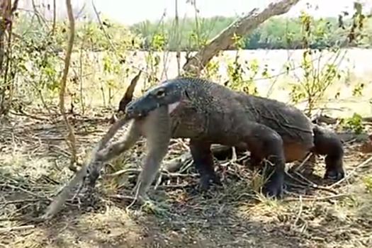 Гигантский ящер за минуту проглотил живую обезьяну