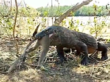 Гигантский ящер за минуту проглотил живую обезьяну