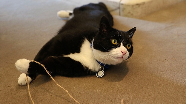 Умер легендарный кот-дипломат британского МИД