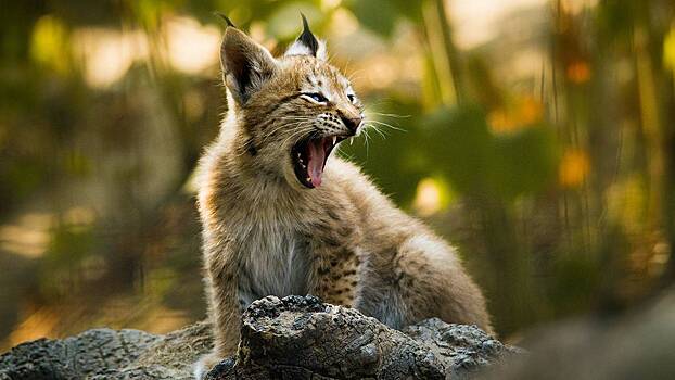 Хозяев питомцев в столичном регионе предупредили о росте численности рысей