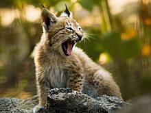 Хозяев питомцев в столичном регионе предупредили о росте численности рысей