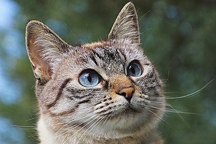 Опасный для человека коронавирус нашли в крови кошек