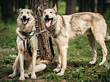 Российский гастроэнтеролог заявил об опасности увлечения детьми "играми в животных"