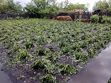 Град в Кургане разбил стеклянные теплицы и уничтожил помидоры