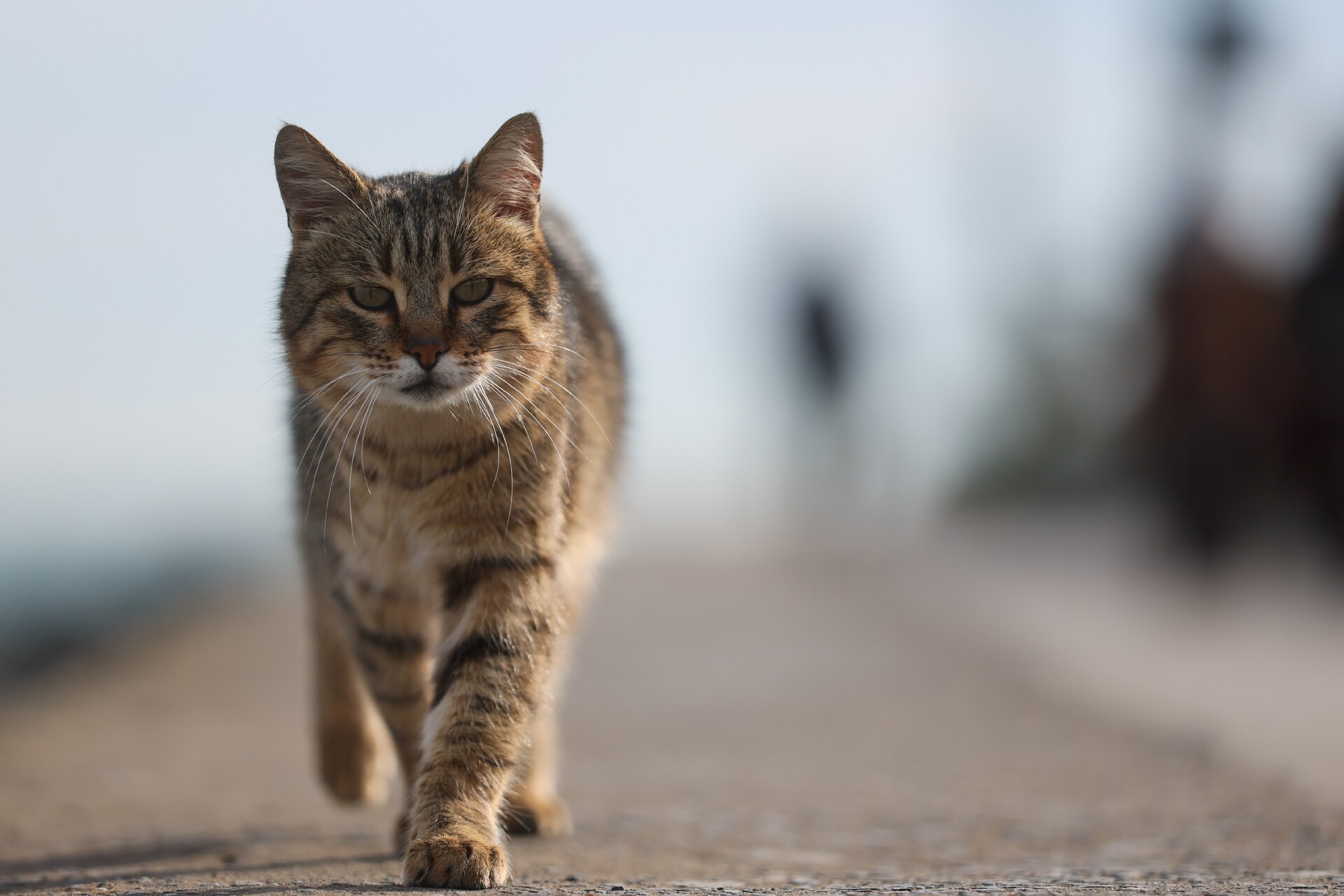 Кот в Подмосковье прошел десятки километров и вернулся домой через девять дней