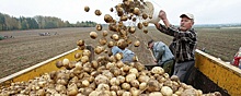 В Алтайском крае за десять дней цена картофеля выросла в два раза