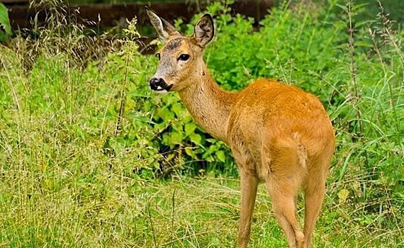 В Нижнекамске раненую косулю вылечили и выпустили на свободу