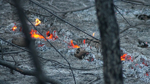 Лесной пожар под Романовкой уничтожил полгектара 70-летней сосны