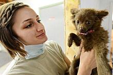 В САО открылся Центр лучевой диагностики и биотерапии для животных