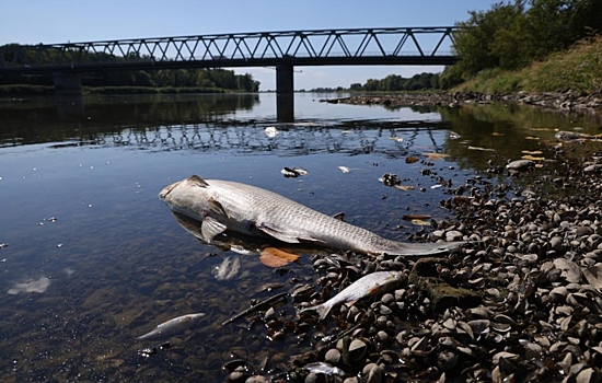 Катастрофа небывалых масштабов: на Одере массовая гибель рыбы