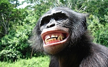 У шимпанзе обнаружили объект поклонения