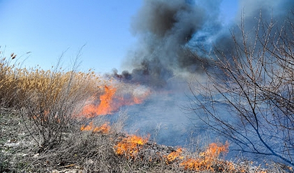 В Волгограде с начала марта потушили 20 возгораний травы и камыша