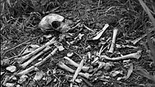 В палатке на берегу Финского залива нашли связанные человеческие кости