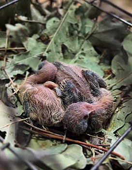В донском парке австралийская горлица обзавелась потомством