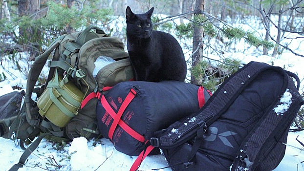 Только мы с котом