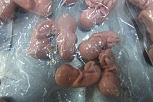 Таможенники обнаружили партию из 200 моделей эмбриона человека