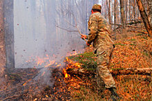 В Новосибирске создадут цифровую модель прогнозирования лесных пожаров